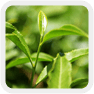 Green Tea Leaf Extract